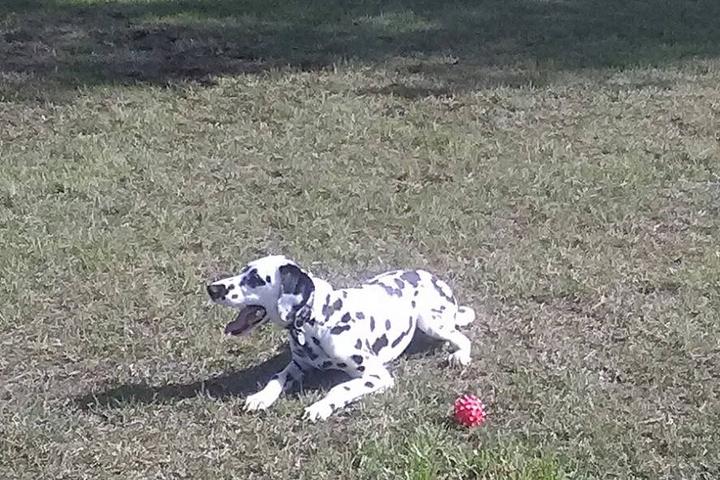 Pet Friendly Riverside Dog Park