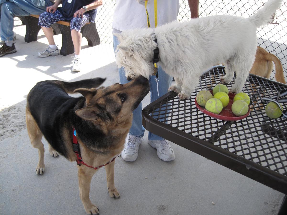 Ocean City Dog Park