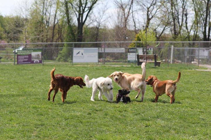 Pet Friendly Overlook Dog Park