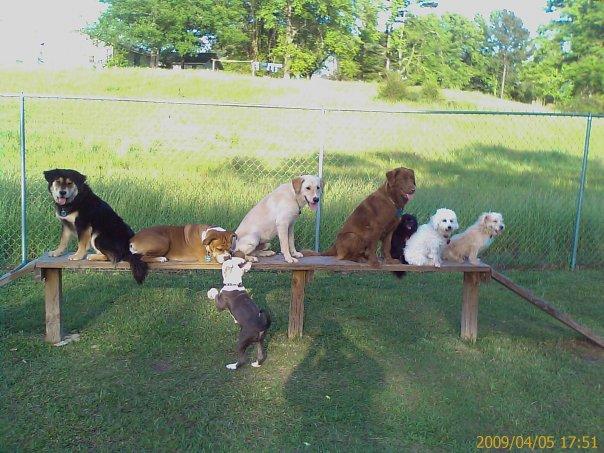 Dog Friendly Activities In West Chester Pa Bringfido