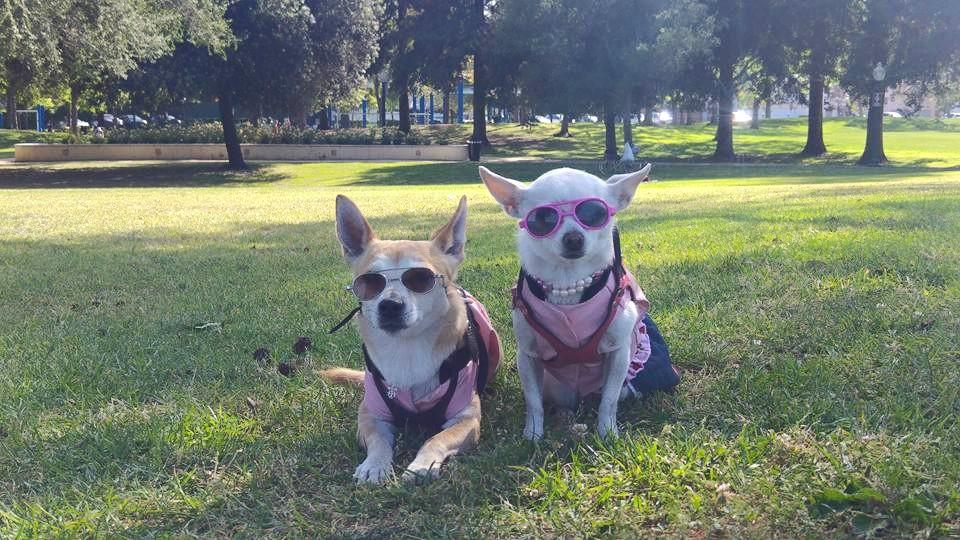 beverly hills doggie daycare