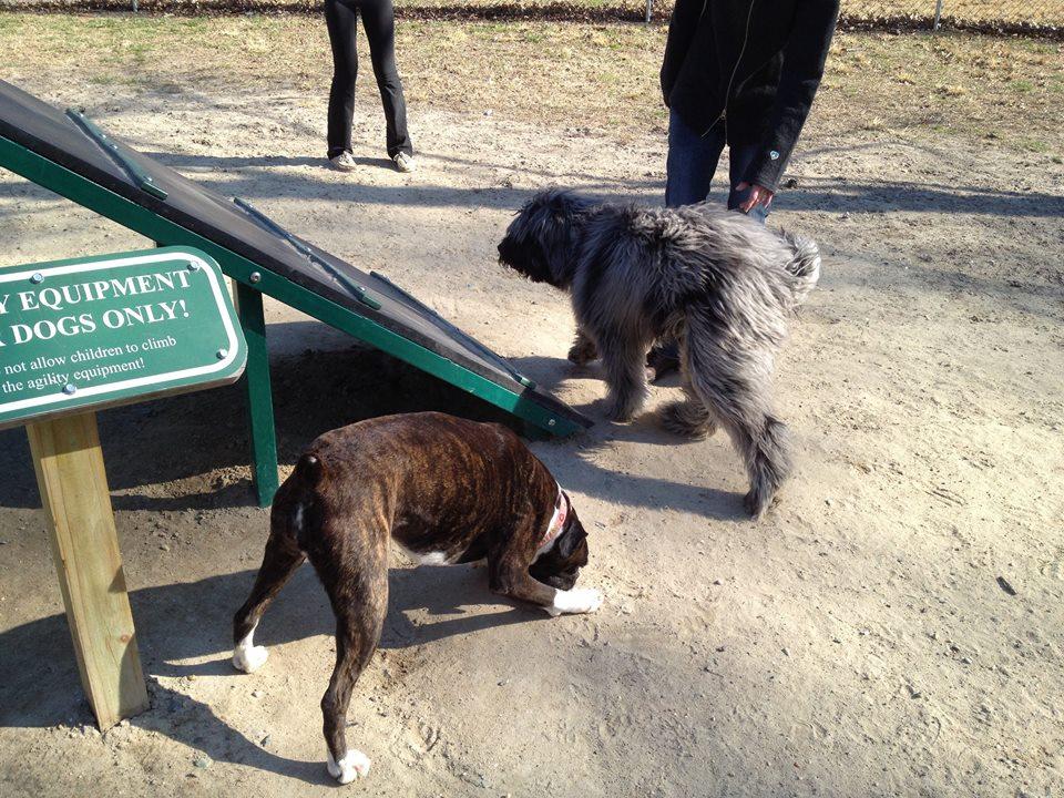 Pet Friendly Salisbury Dog Park