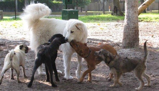 Pet Friendly Seemor Dog Park