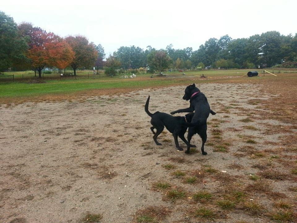 Off Leash Dog Parks In Vermont Bringfido