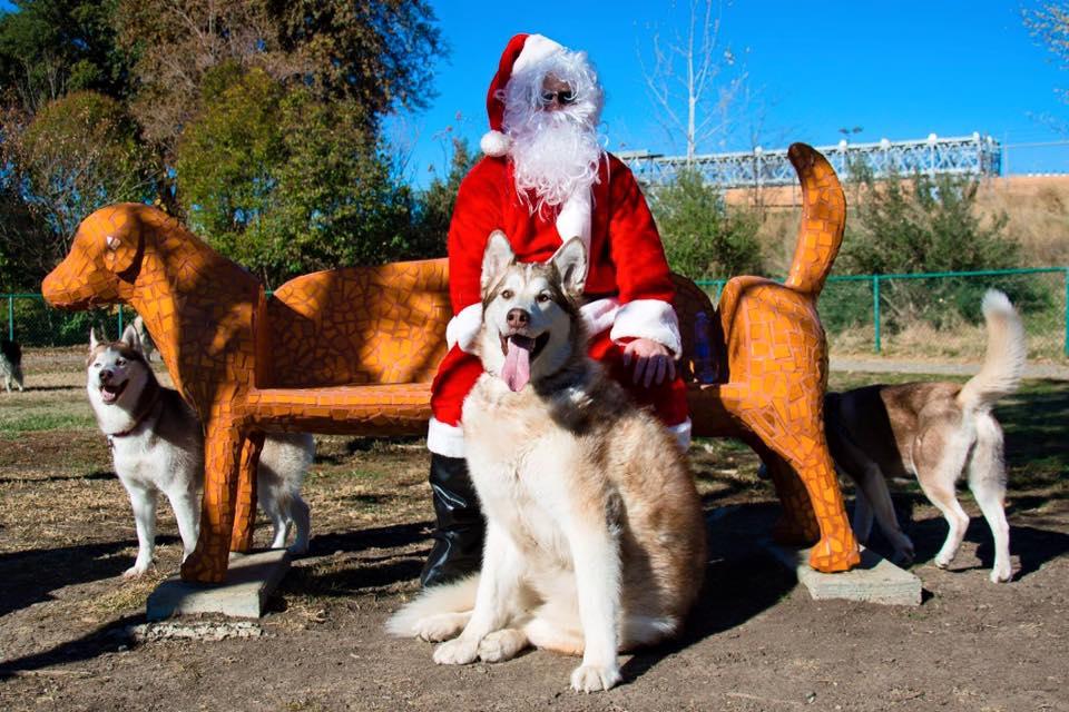 Toad Hollow Dog Park