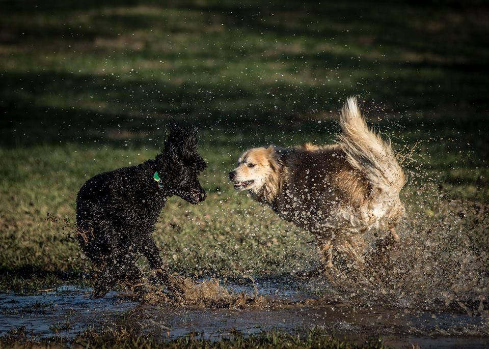 Off Leash Dog Parks In Lexington Ky Bringfido