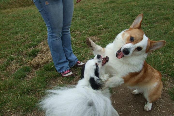 Pet Friendly Westcrest Park Off-Leash Area