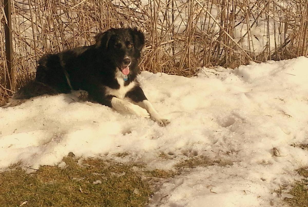 Whitewater Bark Park