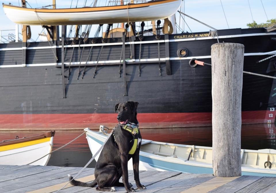 Dog Friendly Activities In Mystic Ct Bringfido