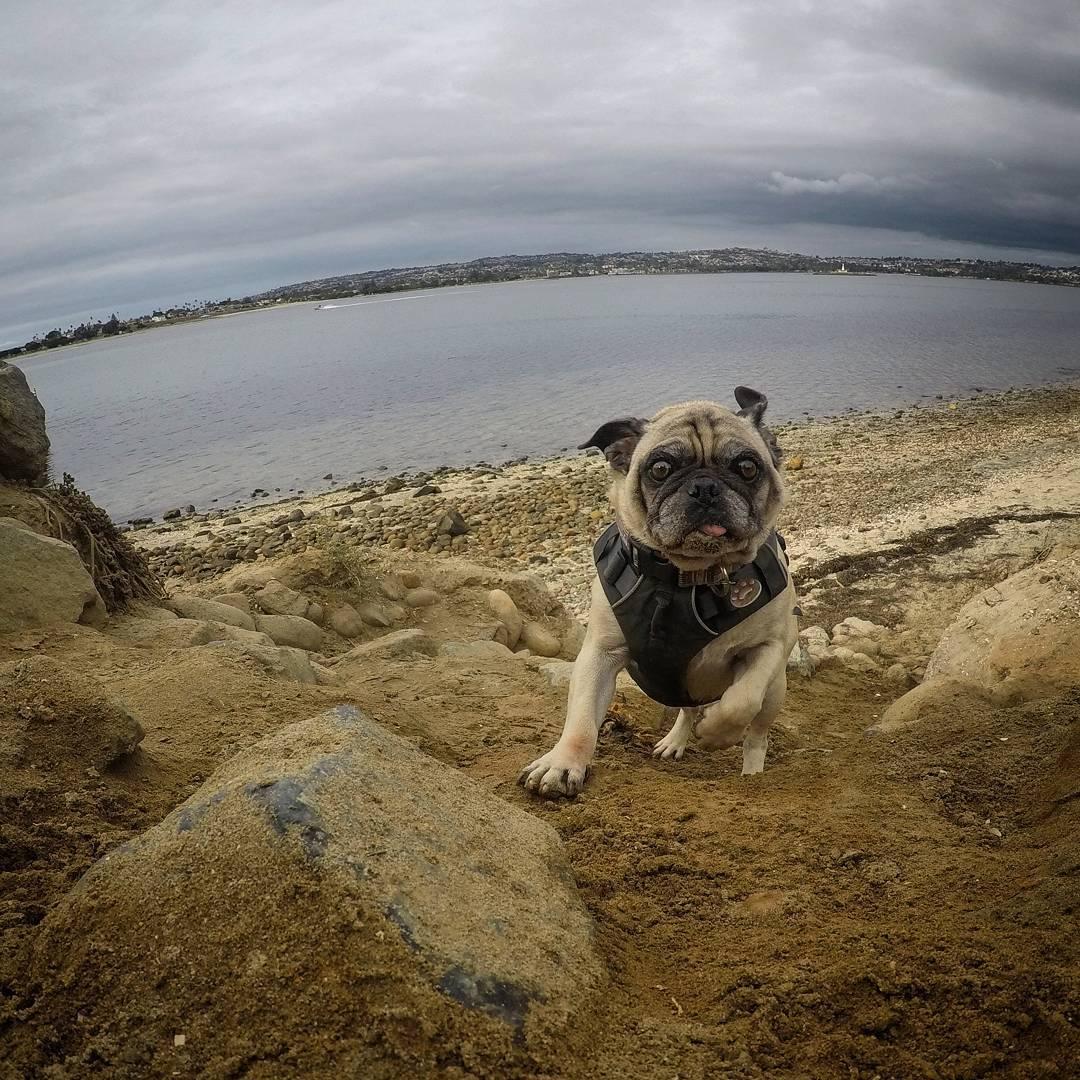 Pet Friendly Fiesta Island Park