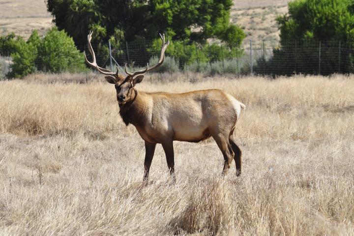 Pet Friendly Tule Elk State Natural Reserve