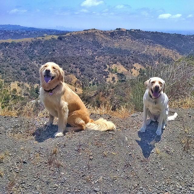 Pet Friendly Mandeville Canyon to San Vicente Mountain Loop