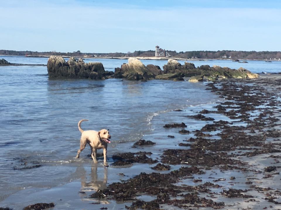 Exploring Maine's Best Dog-Friendly Beaches: A Pup's Paradise