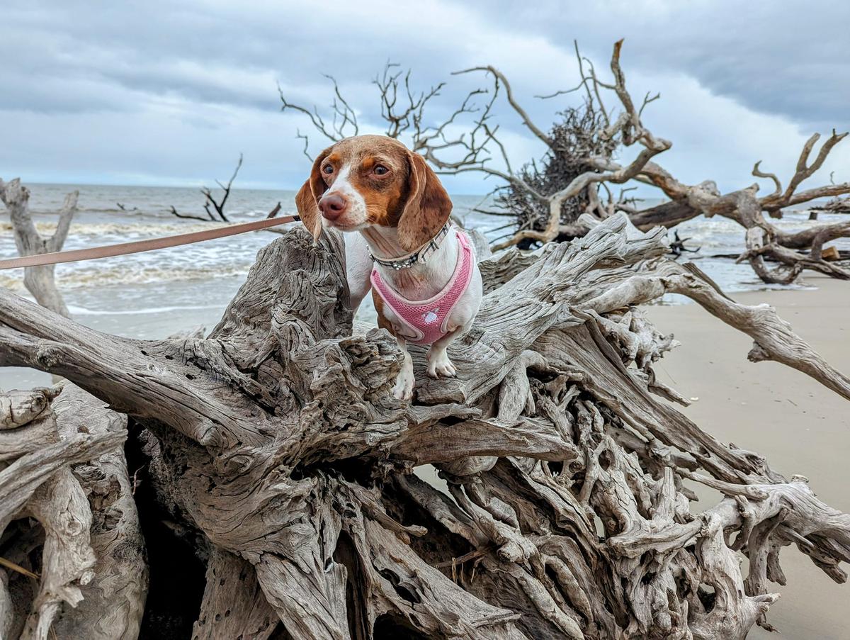 Dog Friendly Beaches in Brunswick GA BringFido