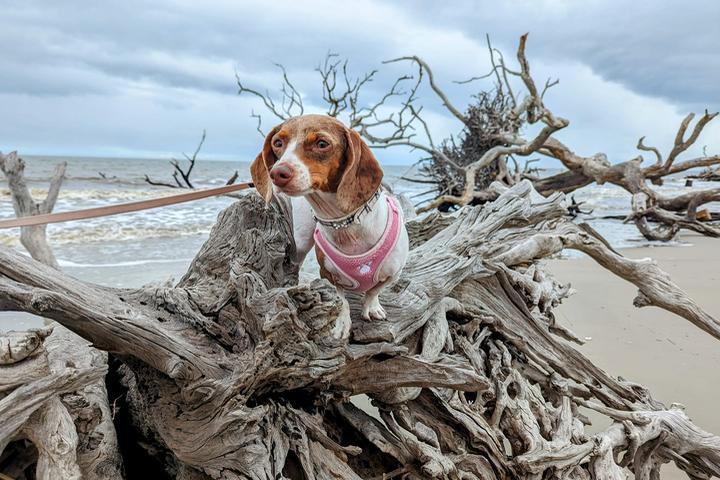 Pet Friendly Driftwood Beach