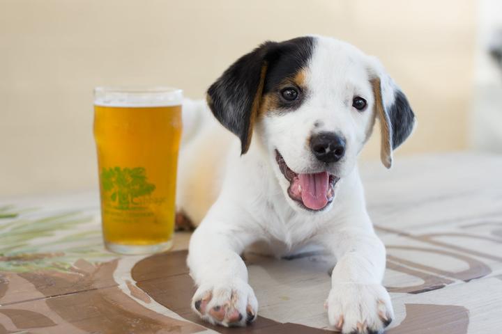 Pet Friendly Swamp Cabbage Brewing Company