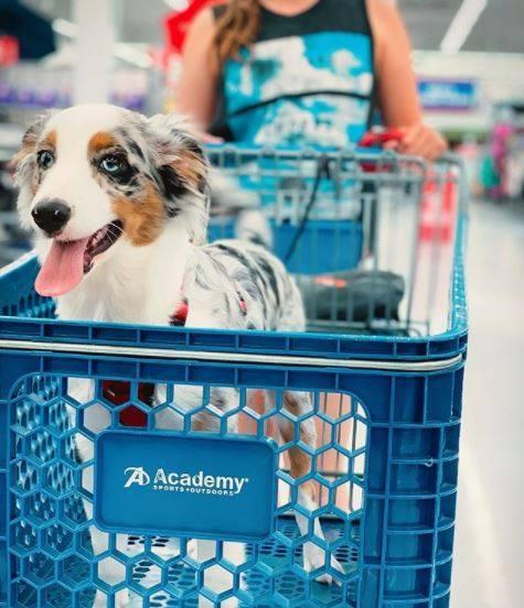 are dogs allowed in academy sports and outdoors