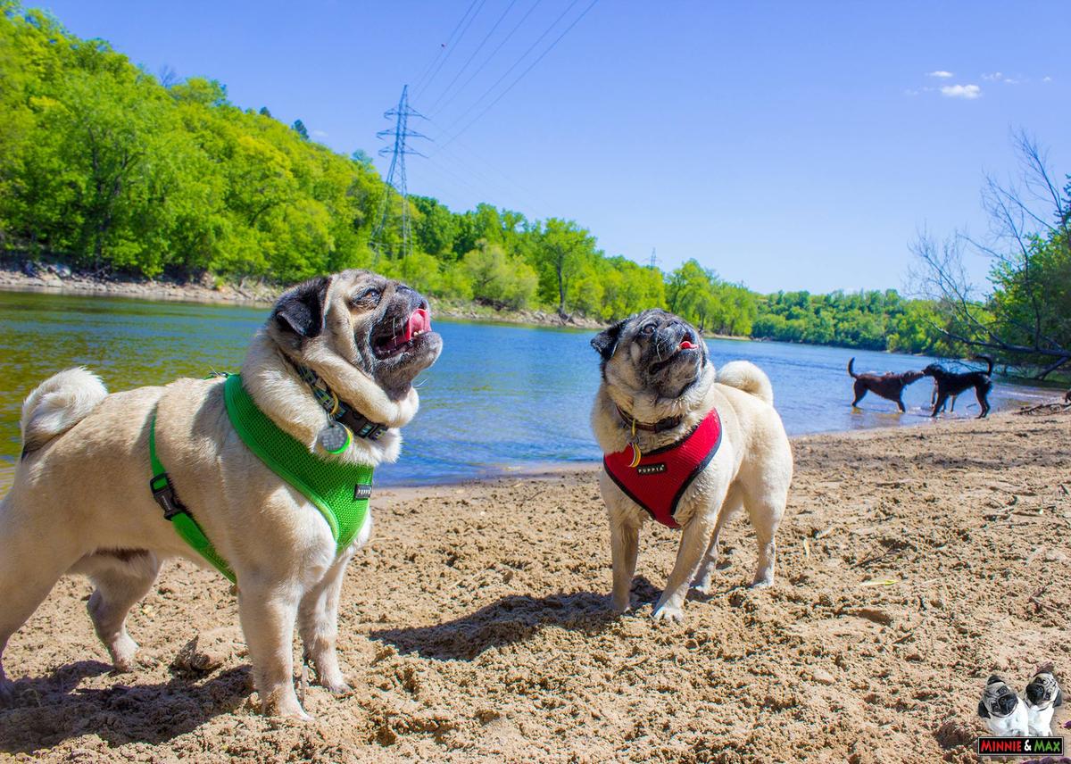 Dog Friendly Hiking Trails in Vadnais Heights MN BringFido