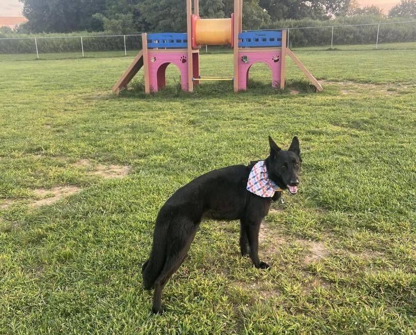 Pet Friendly Metuchen-Edison Community Dog Park