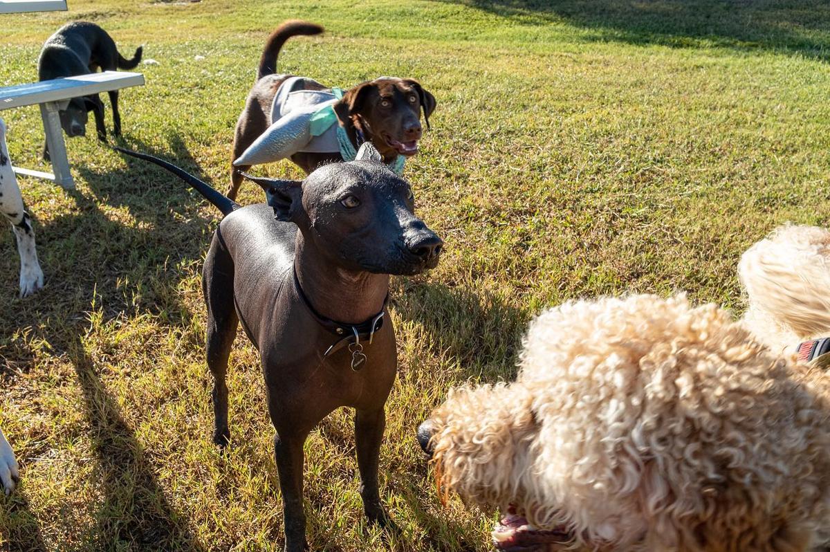 McAllen Dog Park