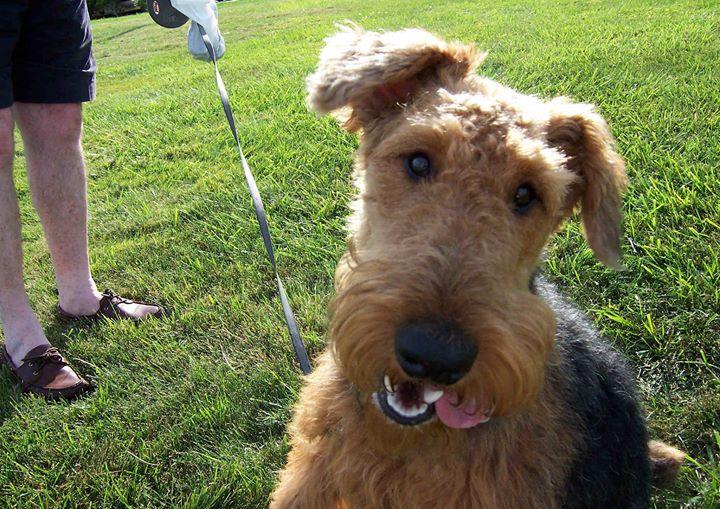 Pet Friendly Morden Off Leash Dog Park
