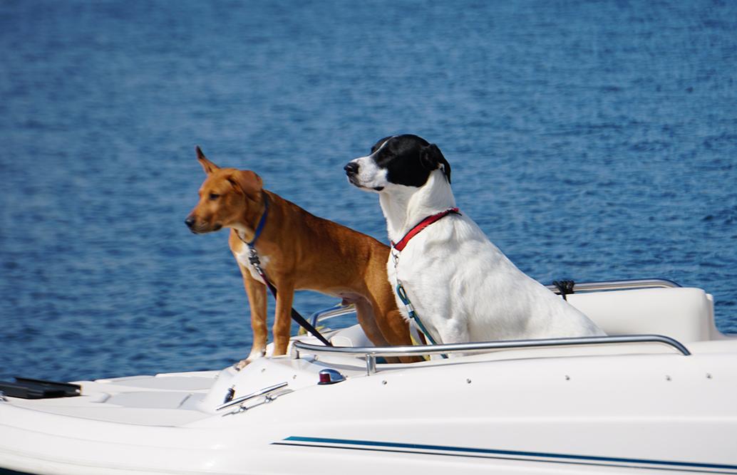 Pet Friendly Lake Keowee Boat Rentals