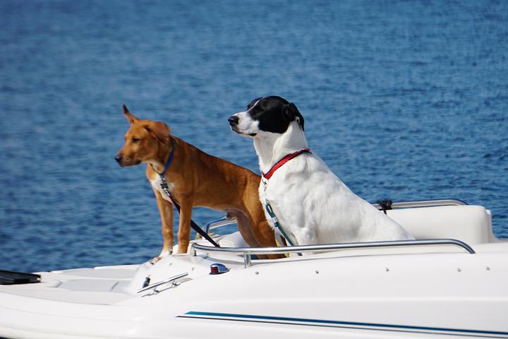 Pet Friendly Lake Keowee Boat Rentals