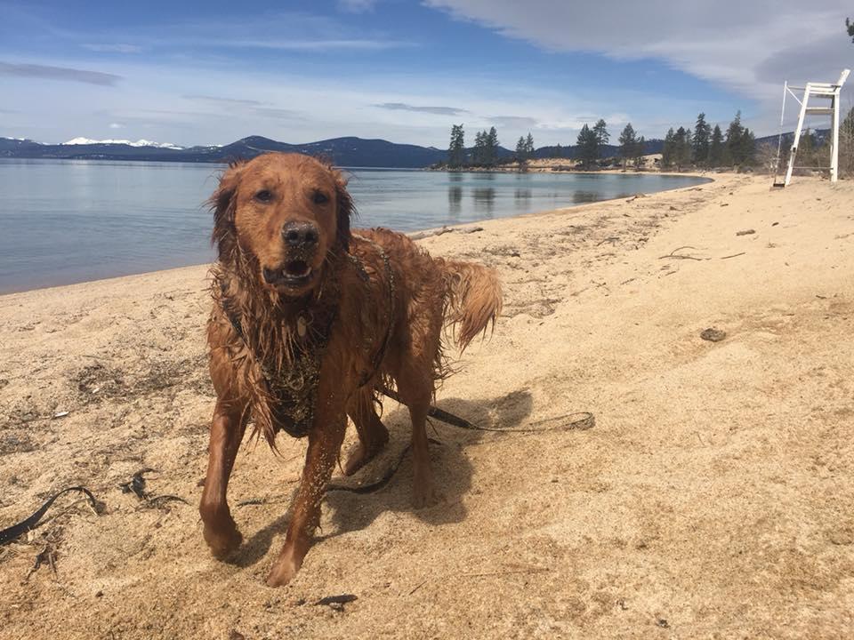 Pet Friendly Sand Harbor State Park at Lake Tahoe Nevada State Park