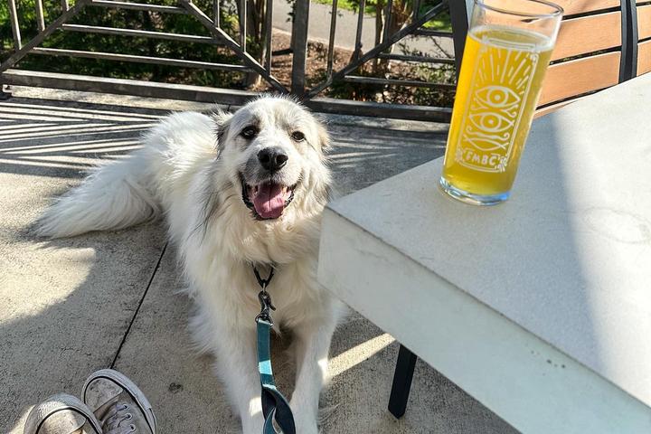 Pet Friendly Flying Machine Brewing Company