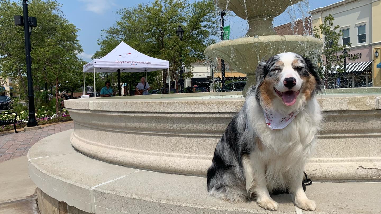 Pet Friendly The Town Center at Levis Commons