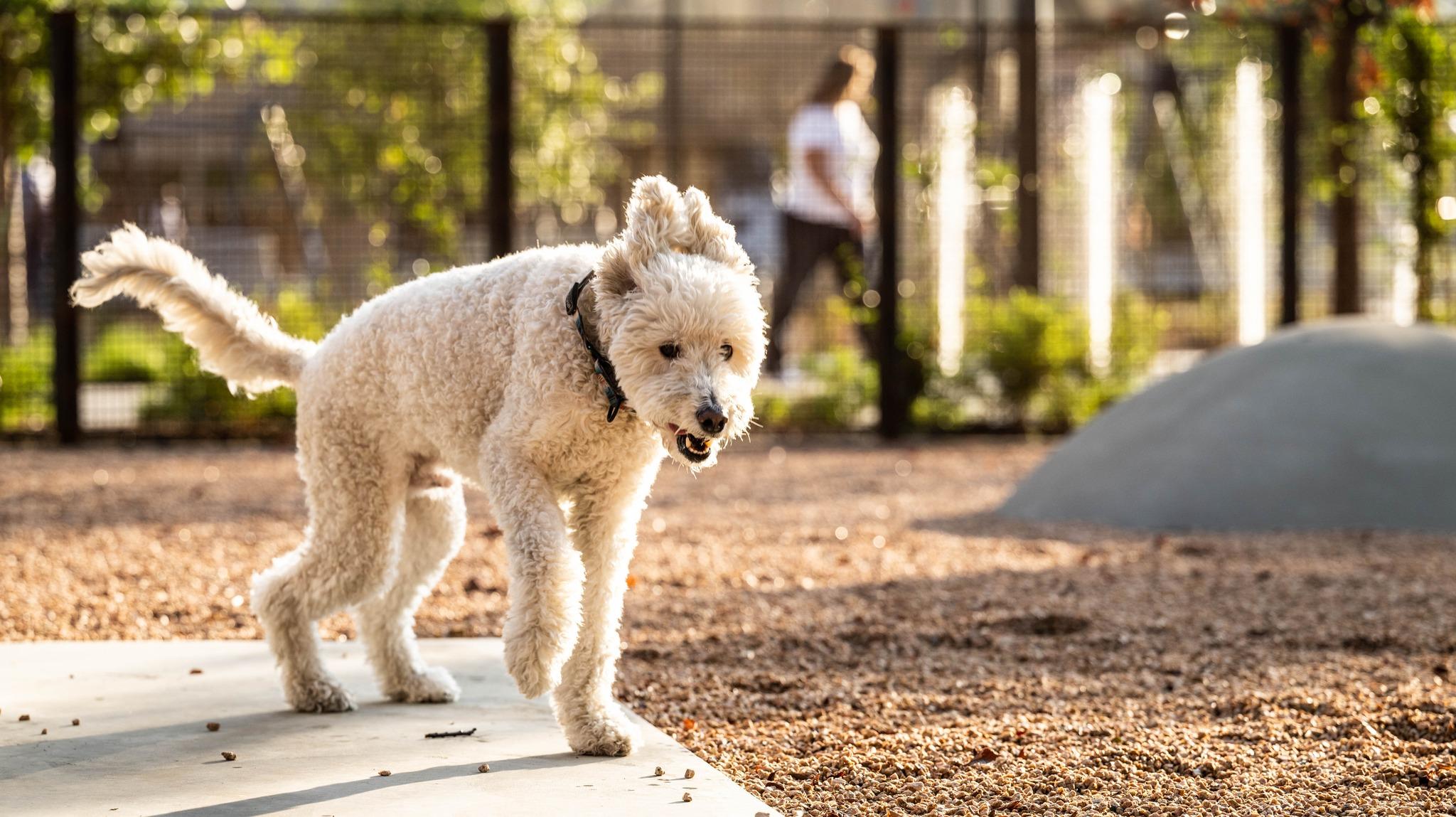 Pet Friendly Dog Parks at Harwood Park