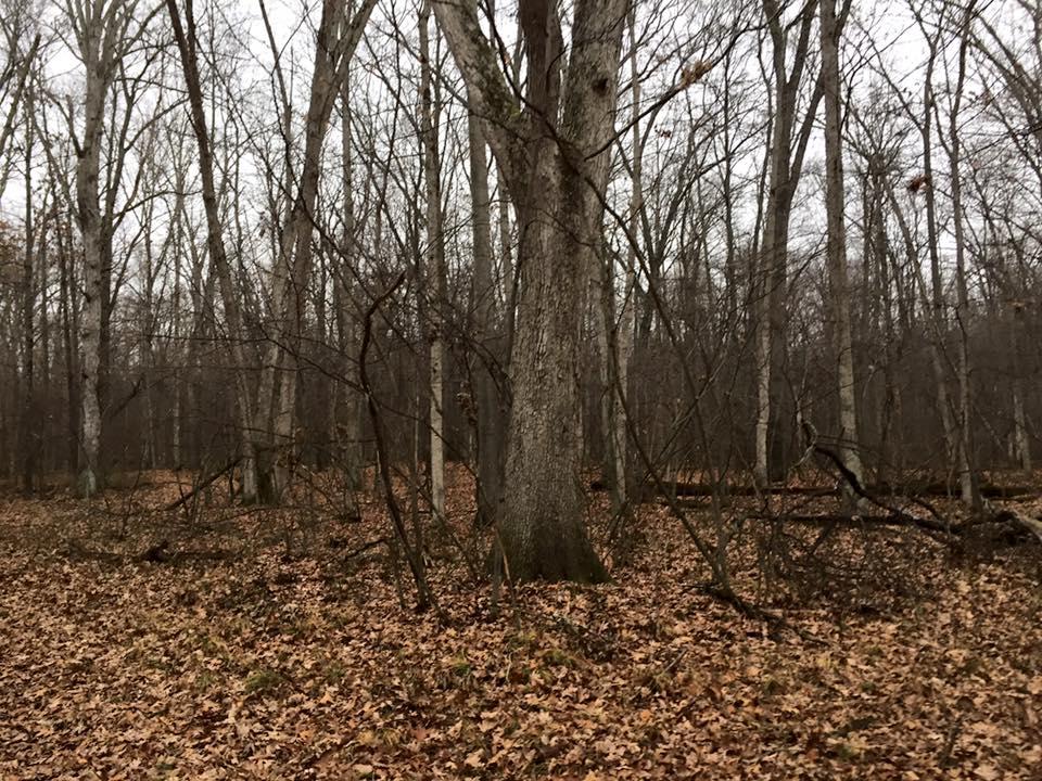 Oak Openings Preserve Metropark