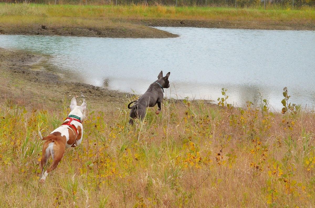 Off leash k9 training cheap lansing