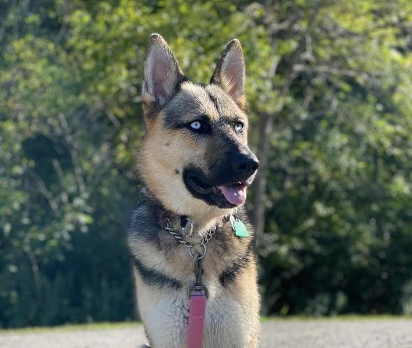 Pet Friendly Southards Pond Park