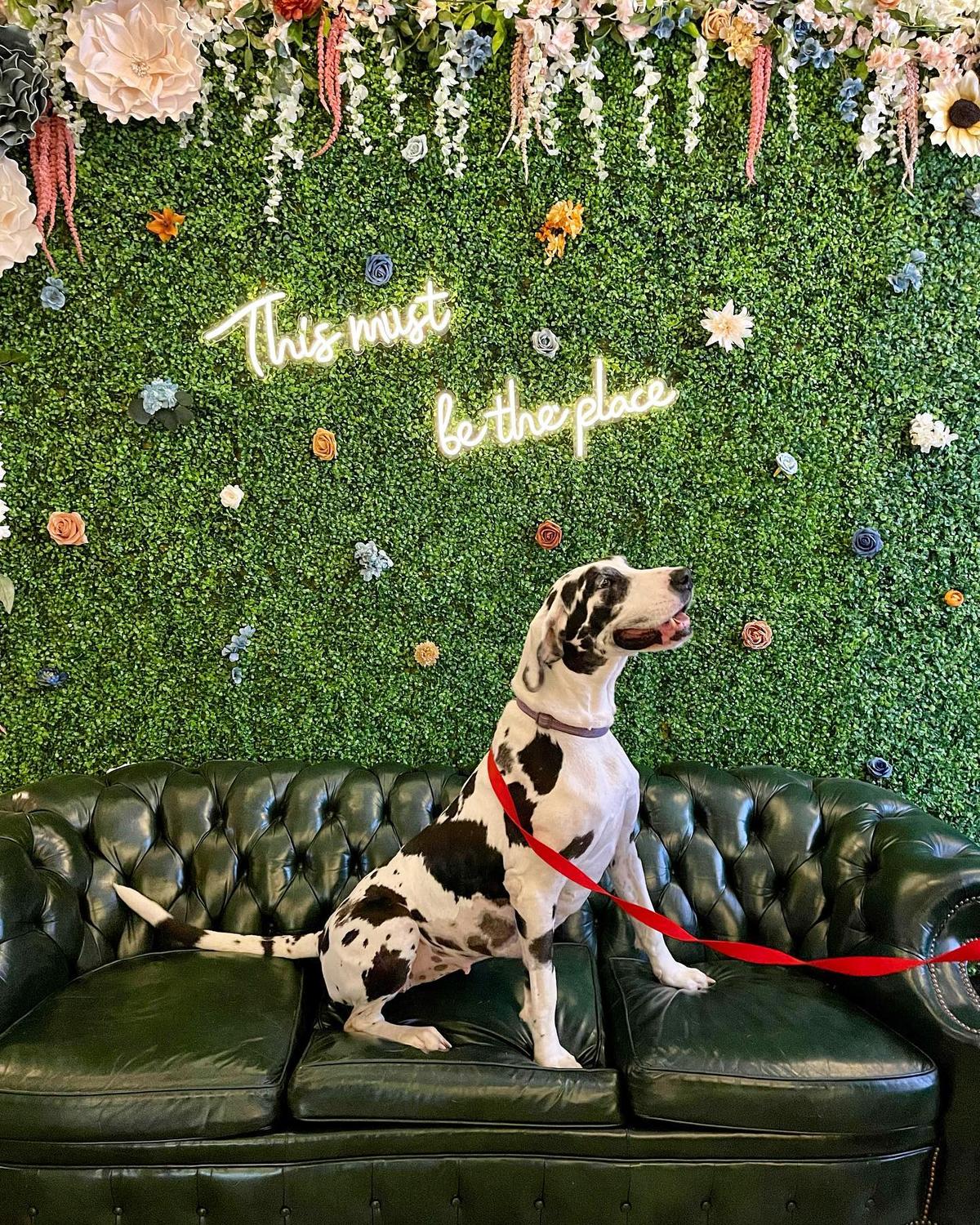 Woodruff outlet dog wash