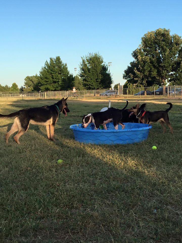 Pet Friendly Wichita Falls Dog Park
