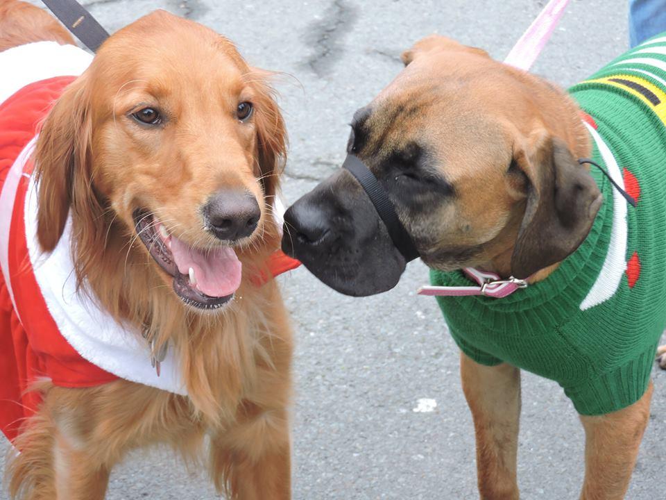 Dog Friendly Shopping In Halifax Ns Bringfido