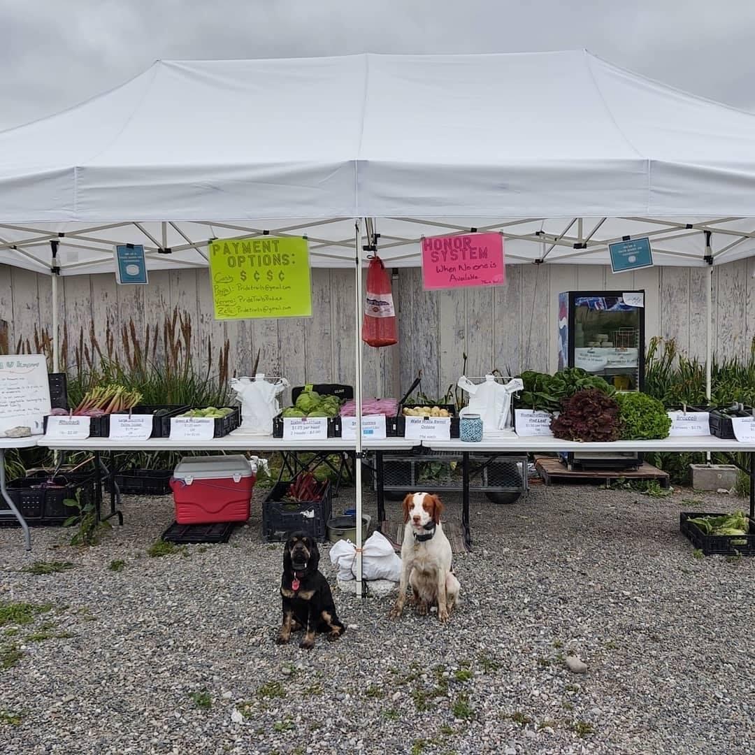 Dog Friendly Shopping in WA BringFido