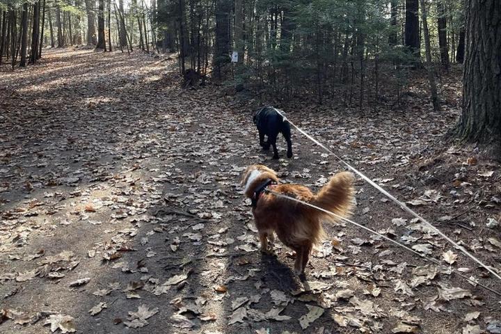 Pet Friendly Dells Trail