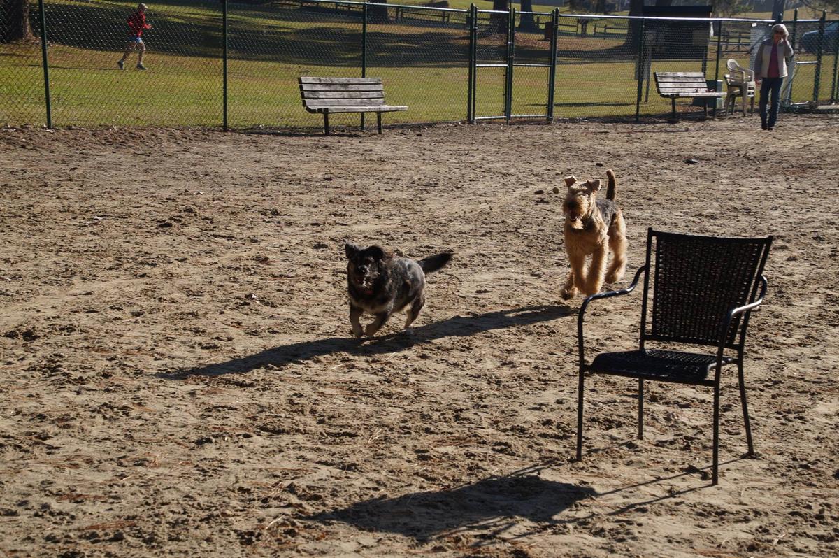 dog boarding new bern nc