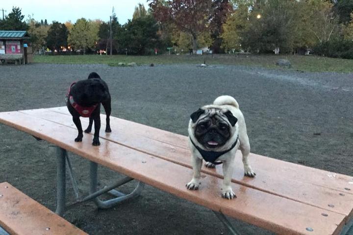 Pet Friendly Genesee Park Off-Leash Area