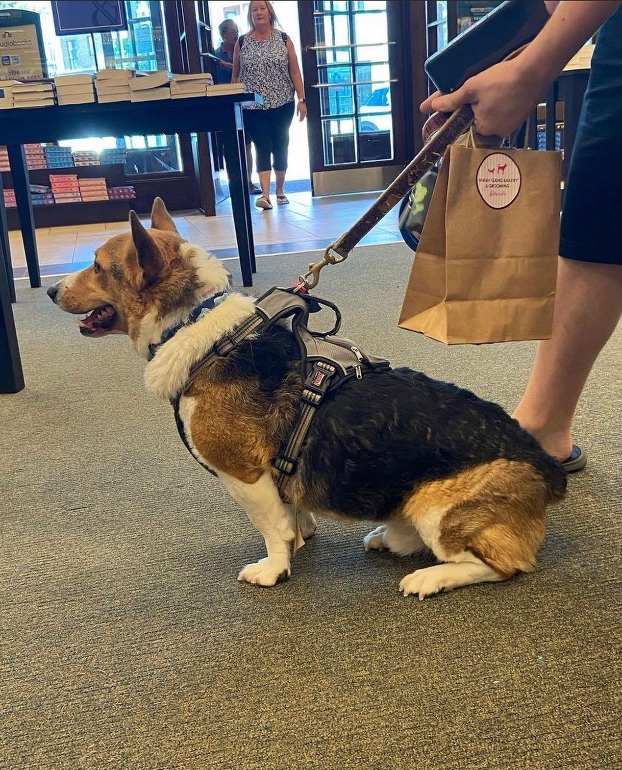 Pet Friendly Barnes & Noble