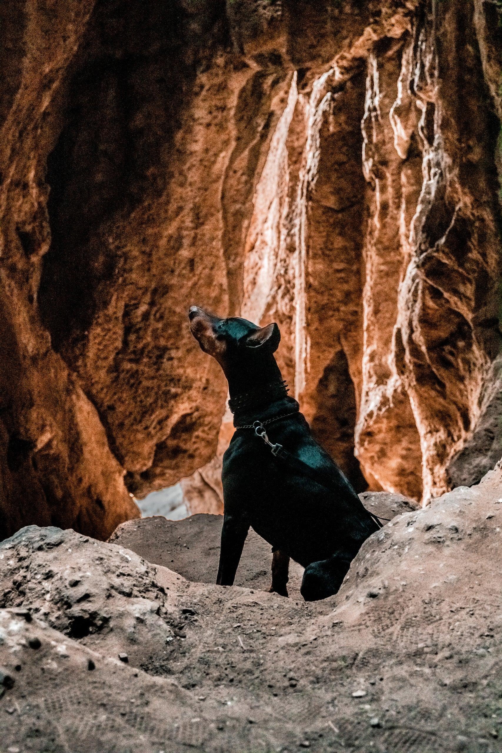 Pet Friendly Hidden Cave Exploration Photo Shoot