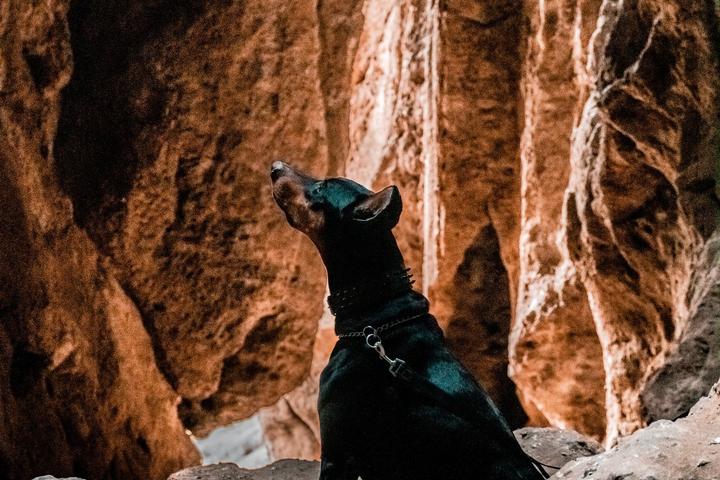 Pet Friendly Hidden Cave Exploration Photo Shoot