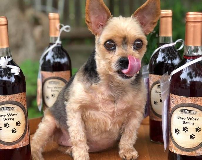 Pet Friendly Blue Mountain Wine Crafters Boutique Winery