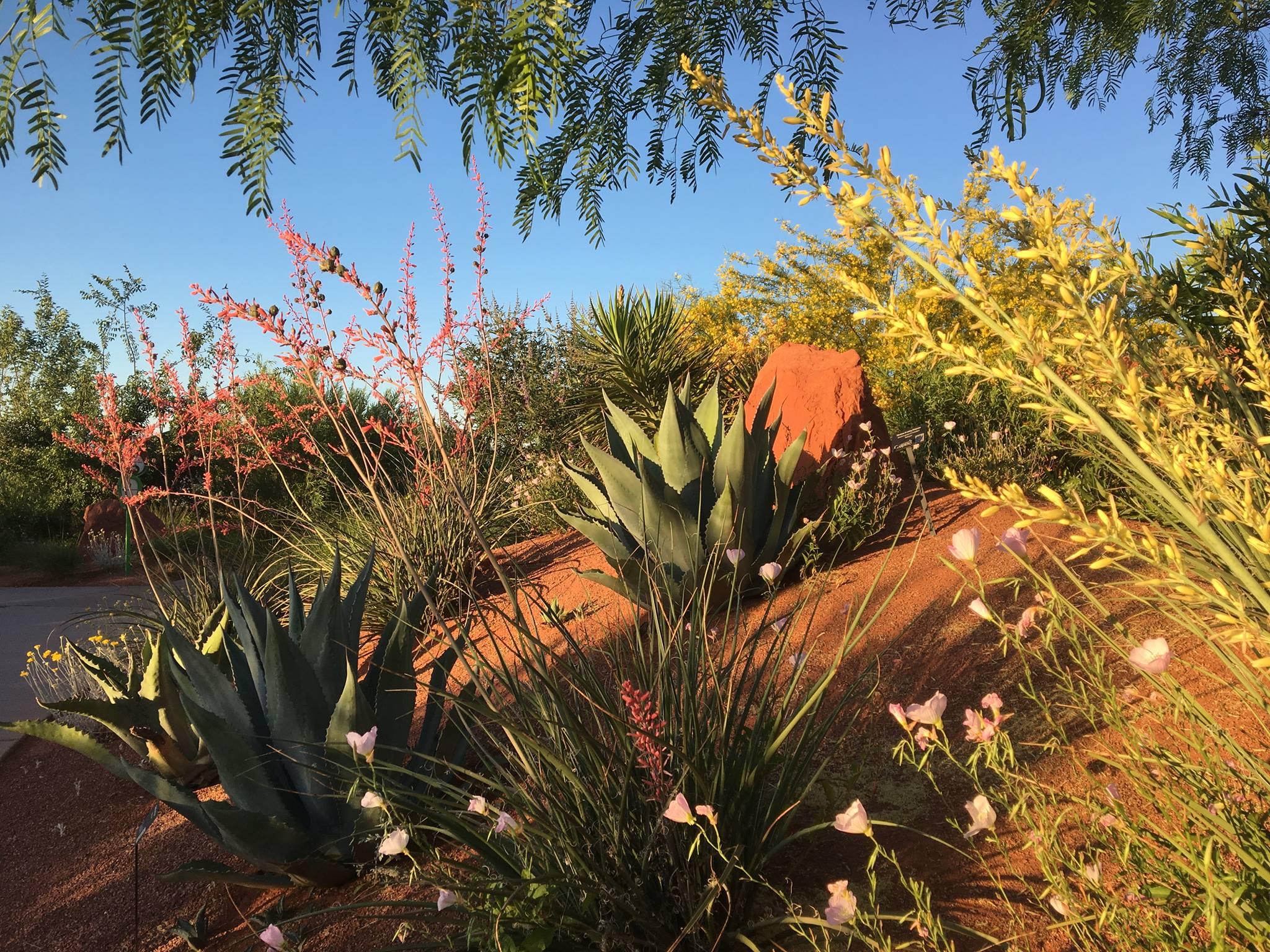 Pet Friendly Red Hills Desert Garden