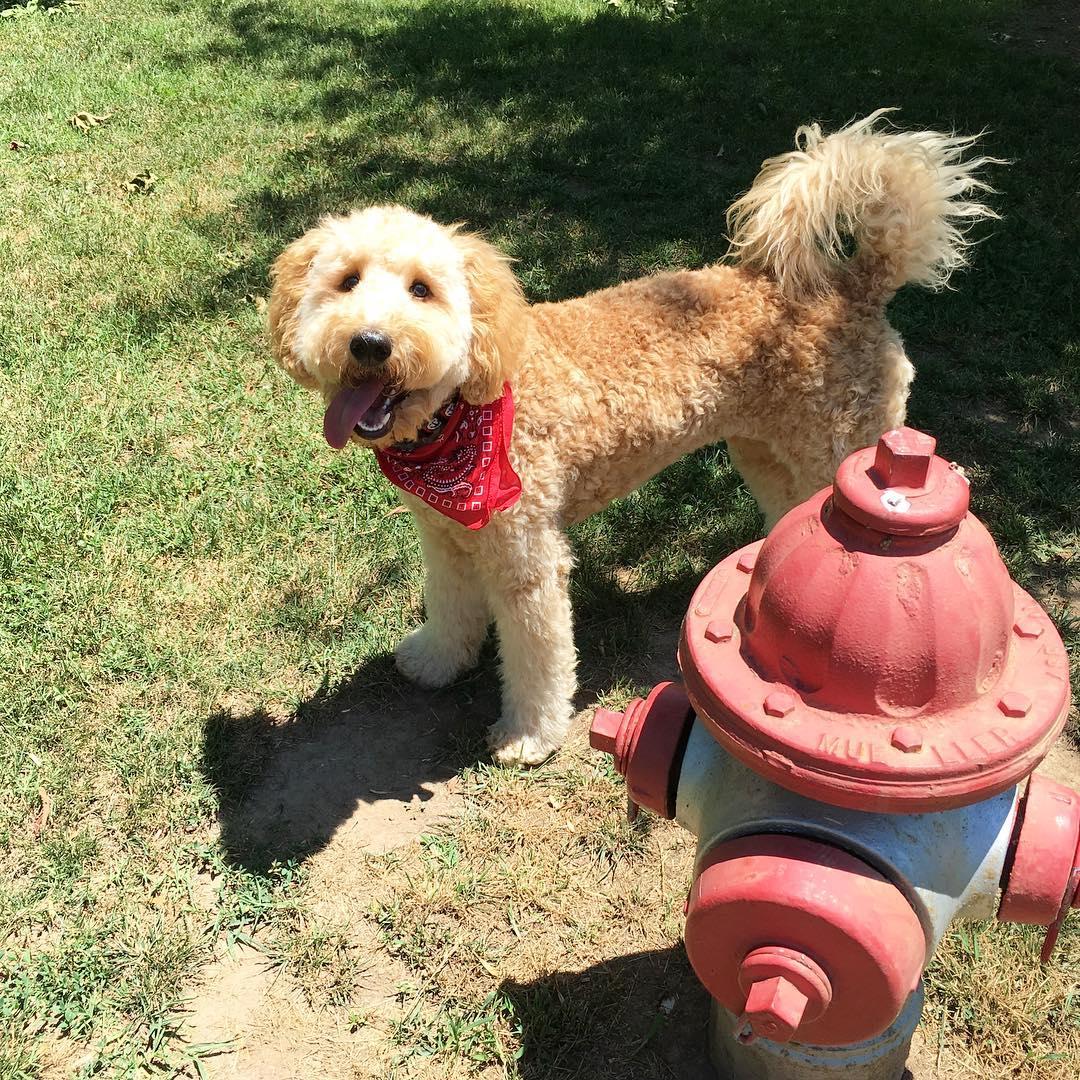 Nutro outlet dog park