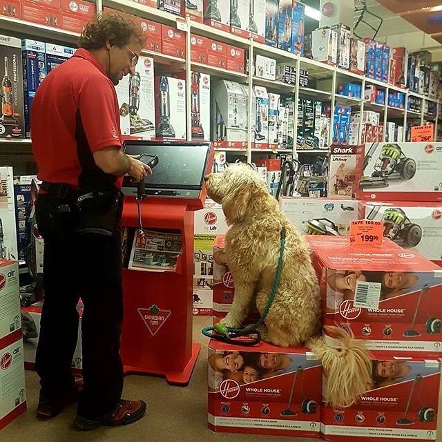 Canadian tire 2024 dog clippers