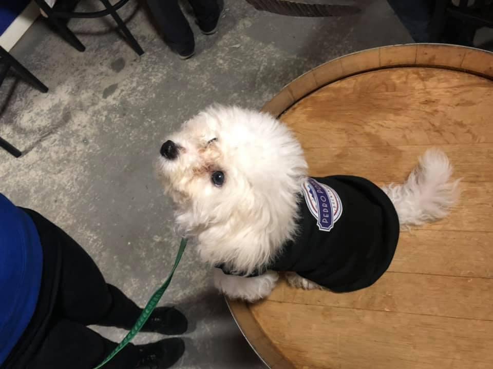 Pet Friendly Pedro Point Brewing