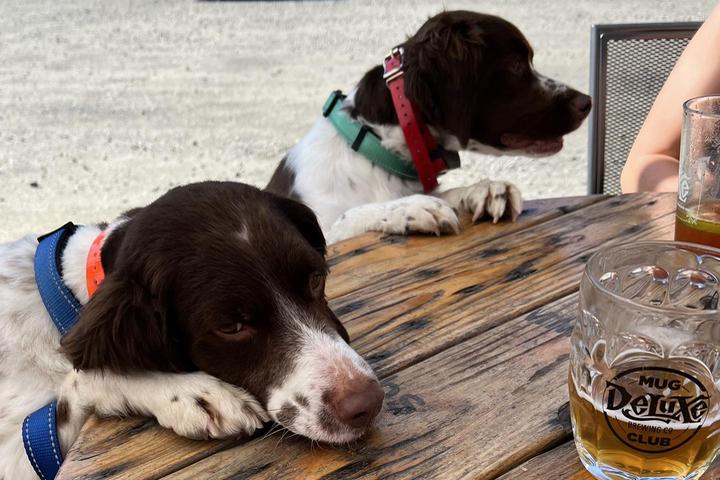 Pet Friendly Deluxe Brewing Company